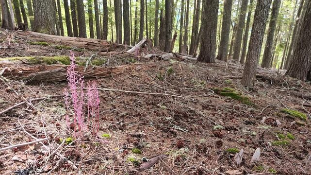 Pink Coralroot wildflowers growing on forest floor in Washington