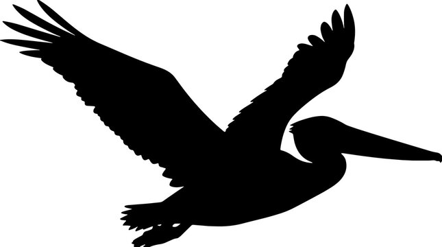Black pelican silhouette, flying bird icon, minimalist wildlife graphic, white background