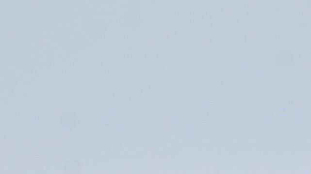 Tern hovers in midair looking for fish or insects in wetland marsh