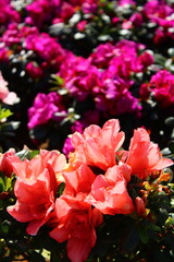 Fototapeta premium Close up of Azaleas pink and purple in a garden setting 