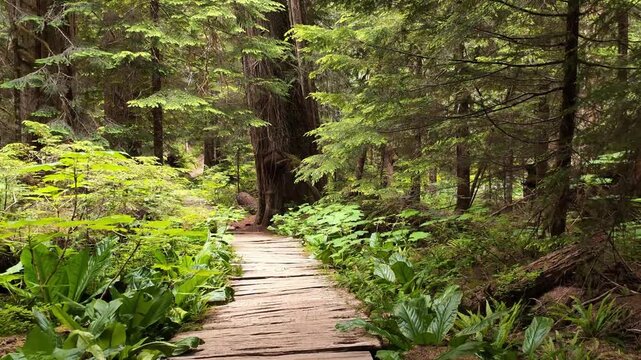 Walking on wooden boardwalk path through lush green forest