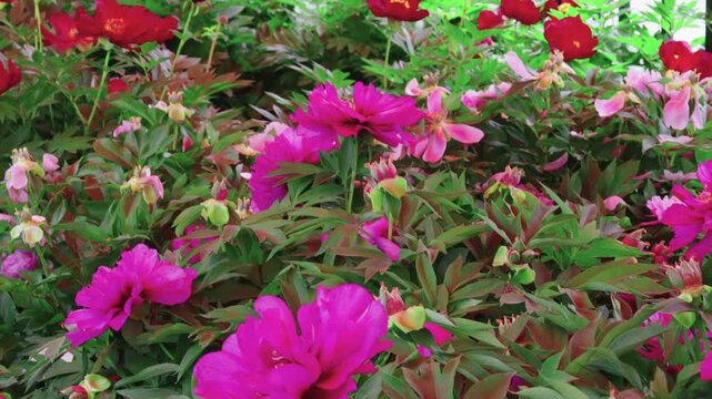 A slow horizontal panning shot starting from a soft peach peony and tracking across rows of vibrant magenta and deep dark red flower blossoms at the Sui-Tang Site Botanical Garden in Luoyang, China.