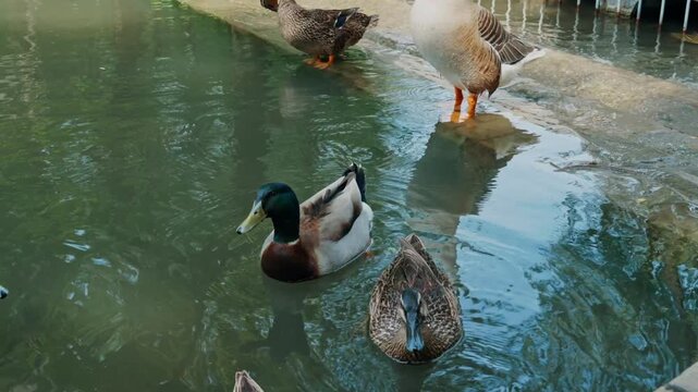 A close-up shot focusing on a large brown goose standing on a submerged stone step while several mallard ducks swim forward in a calm park pond.