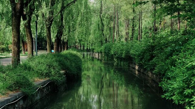 A slow vertical tilt-up shot tracking a narrow stone-walled water canal nestled between rows of dense weeping willow trees and vibrant green bushes in a park.