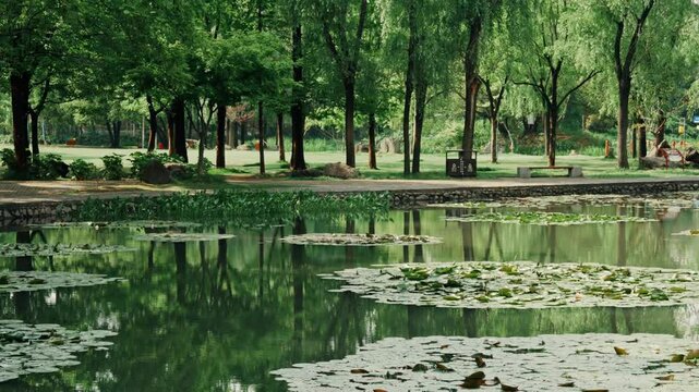 A slow vertical tilt-up shot starting from floating green water lily pads on a calm pond surface to reveal a lush park lined with weeping willow trees.