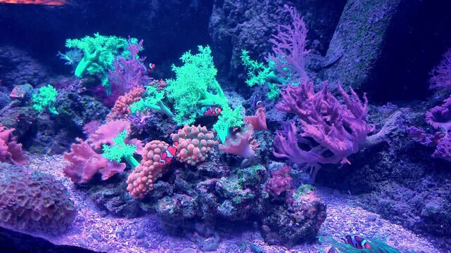 Bright fish move through a glowing aquarium habitat with colorful reef decor and blue lighting.