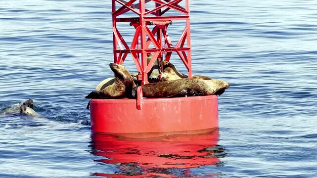 Sea lions rest on a red navigation buoy while another swims near Orcas Island in Washington.