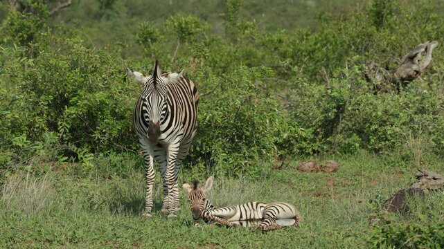 A female Plains zebra standing in the grassland with her foal lying in front of her sleeping, Kruger National Park.