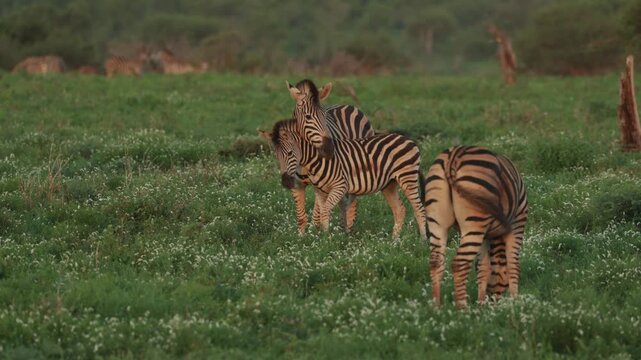 A plains zebra and her foal cuddle and biting each other while walking in between the herd, Kruger National Park.