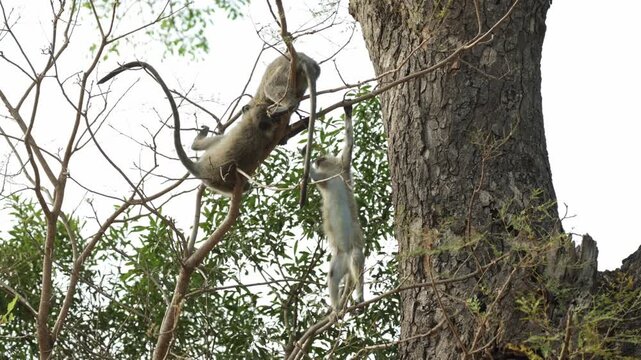 Three young Vervet monkeys jumping and playing in the treetops, Kruger National Park.