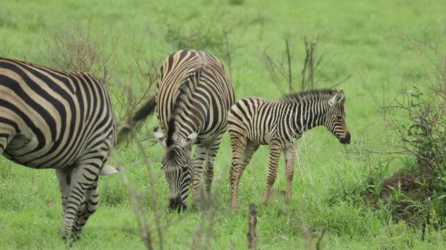 A plains zebra and her foal feeding on the green, lush grass in Kruger National Park.
