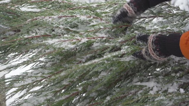 Mittened hands shake snow off juniper, Winter Gardening and Tree Care in Snow