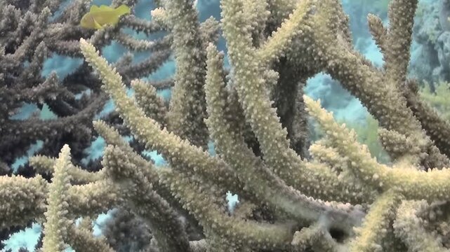 Beneath serene waves, colorful coral reefs thrive with extraordinary marine life. In this enchanting underwater world, vibrant corals sway gently, creating mesmerizing spectacle of nature's beauty.