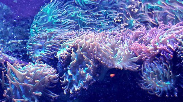 Colorful sea anemone tentacles sway inside a blue lit aquarium reef habitat.
