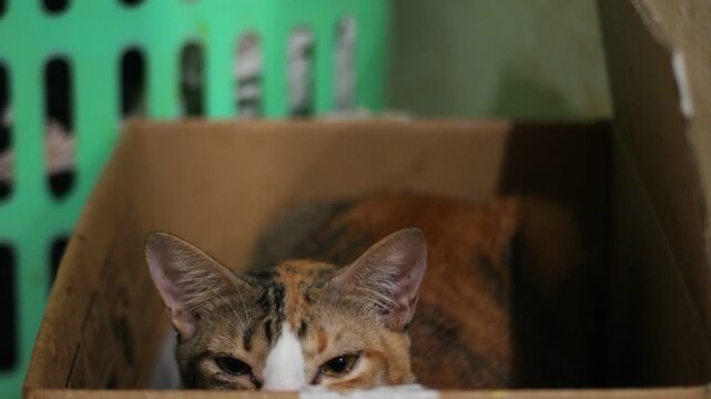 Calico Cat Resting Inside Cardboard Box at Home