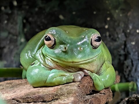 green frog smiling
