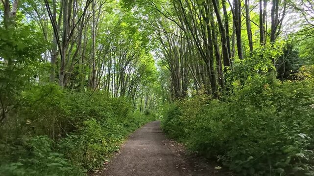 Walking along a forest trail in Washington state