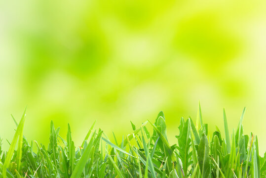 Fresh Green Grass with Bright Sunny Spring Background