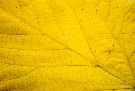 yellow autumn leaf background texture