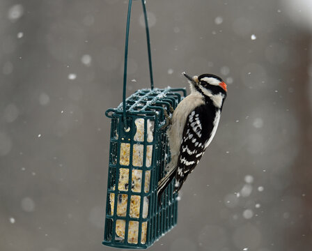 male downy woodpecker