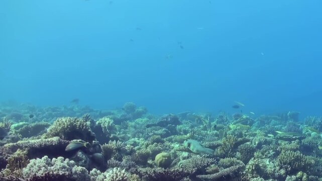 Numerous Sergeant Major Damselfish elegantly navigate a magnificent, sprawling coral reef. This vibrant underwater ecosystem thrives under the clear, luminous blue ocean during bright daytime hours.