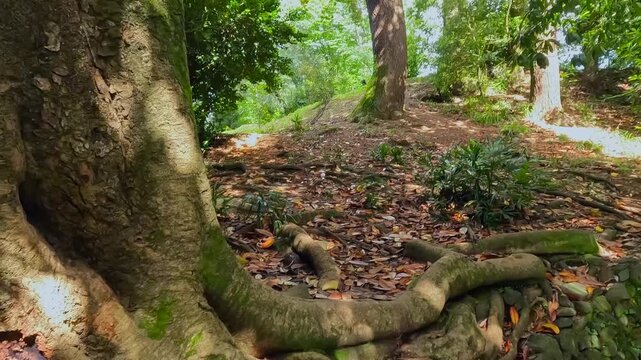 Camera moving past tree roots close-up in Batumi Botanical Garden, Georgia, showing massive root network, textured bark, and subtropical park terrain for travel tourism, botany, ecology, and garden