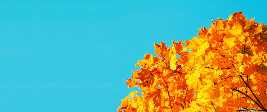 Autumn leaves background with free space for text. Colorful orange autumn maple leaves against blue sky in sunny October weather, panoramic photo
