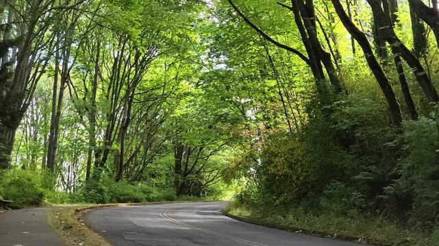 Winding Road Through Lush Green Forest in Washington