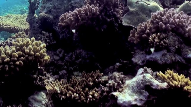 Sunlit ocean depths unveil a spectacular coral ecosystem at midday. Intricate formations provide shelter for brilliantly colored fish, creating an enchanting tableau of natural underwater beauty.