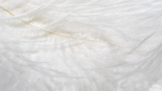 Macro white fluffy feather texture in slow motion, closeup feather background