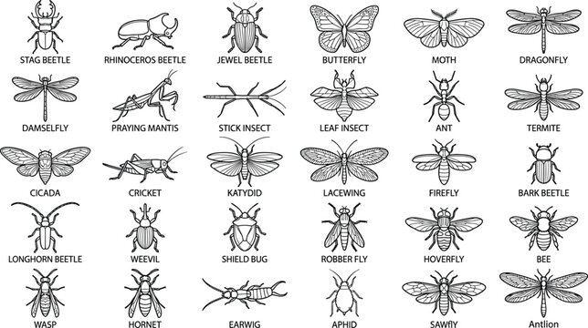 Set of 36 insects and bugs in outline style, black and white vector icons with names