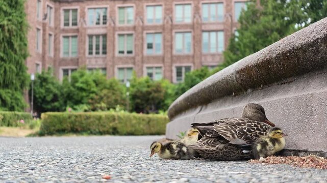Mallard duck and ducklings beside concrete curb