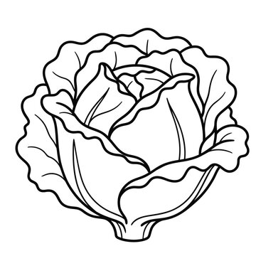 cabbage head vegetable line art vector illustration
