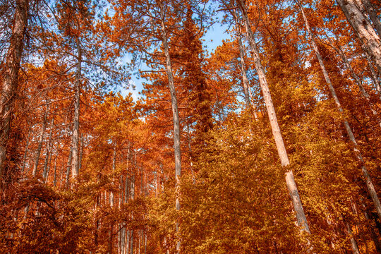 autumn forest in the morning