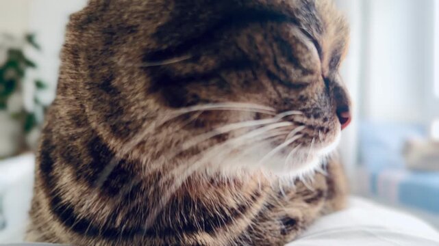 Extreme close up of beautiful tabby cat sleeping at home. Cute domestic striped pet with closed eyes enjoying comfort in bright living room interior. Fluffy feline companion animal portrait.