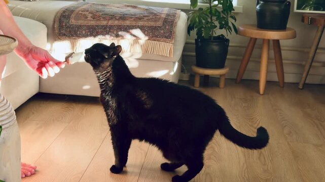  black cat eat licking cold sweet ice cream bar on stick from owner hand inside. Cute domestic pet eating chocolate popsicle near beautiful house plants in cozy living room. Sweet animal lifestyle.