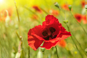 Fototapeta premium Red Poppy Flower Blooming in a Green Summer Meadow