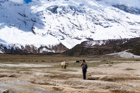 Tourists clicking the picture of yaks in high altitude near Pungen Gumba in Manaslu Circuit Trek in Nepal