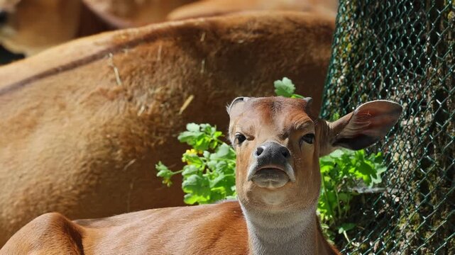 Young baby Banteng, Bos javanicus or Red Bull. It is a type of wild cattle But there are key characteristics that are different from cattle and bison: a white band bottom in both males and females.