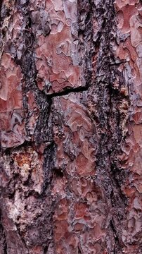 Detailed pine tree bark texture with rugged natural patterns, forest closeup, organic surface, woodland background, rustic design.