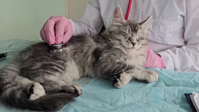 Cat receives checkup at vet clinic with vet using stethoscope to listen to heart and breathing sounds