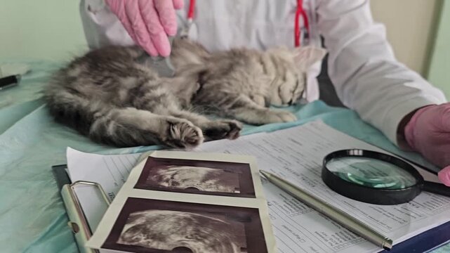 Veterinarian checks sleeping cat with documents and tools in office setting
