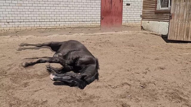 Horse enjoys rolling on the ground in sunny barn yard during afternoon in rural setting