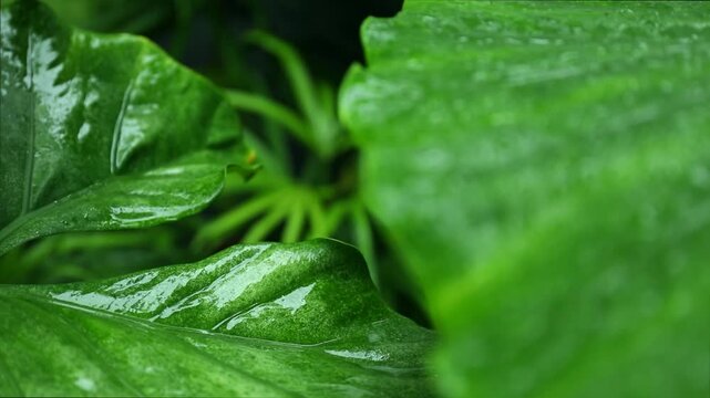 Raindrops bead on large green leaves while vibrant foliage fills the background. Natures beauty and lush environment concept