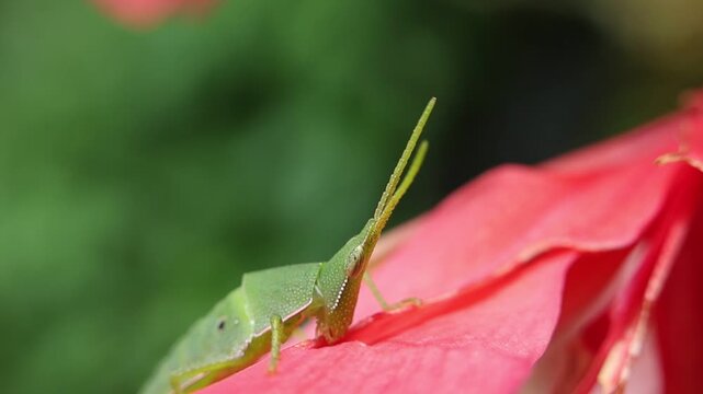 Green grasshopper nymph perched on pink flower petal, close up macro green insect nymph with textured exoskeleton, delicate legs and long antenna showing detailed texture and serene natural mood