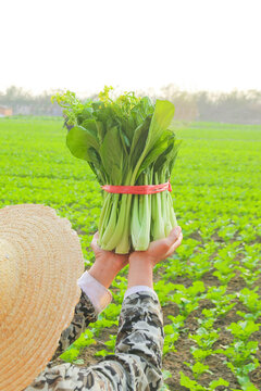 Fresh Choy Sum Vegetables Harvest in Guangdong Agricultural Fields China