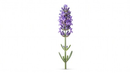 Obraz premium Fresh blooming lavender flower stem isolated on white, ideal for botanical, aromatherapy, herbal, wellness, and floral design projects.