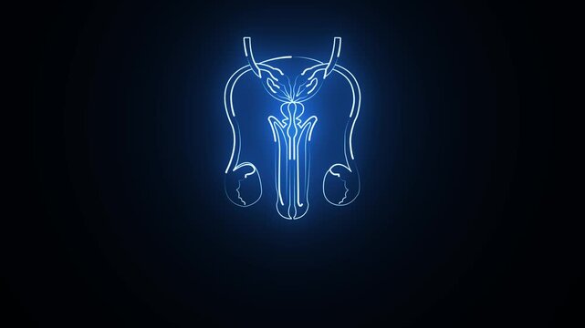 glowing neon Male reproductive organs icon animation on black background. Healthcare body part icon. The testes are the primary male reproductive organs 4k video,,
