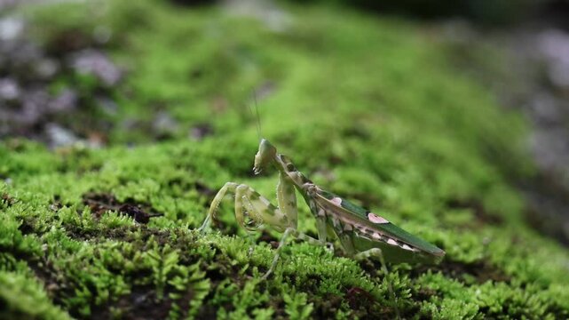 Praying mantis vibrant green moss forest close up macro showing camouflaged insect poised textured ground serene natural insect close up with soft bokeh shallow depth of field delicate antennae legs