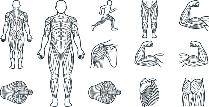 Human Muscular System Anatomy Line Icon Set with Skeletal Muscles, Muscle Structure, Running Figure, Shoulder, Arm, and Medical Vector Collection